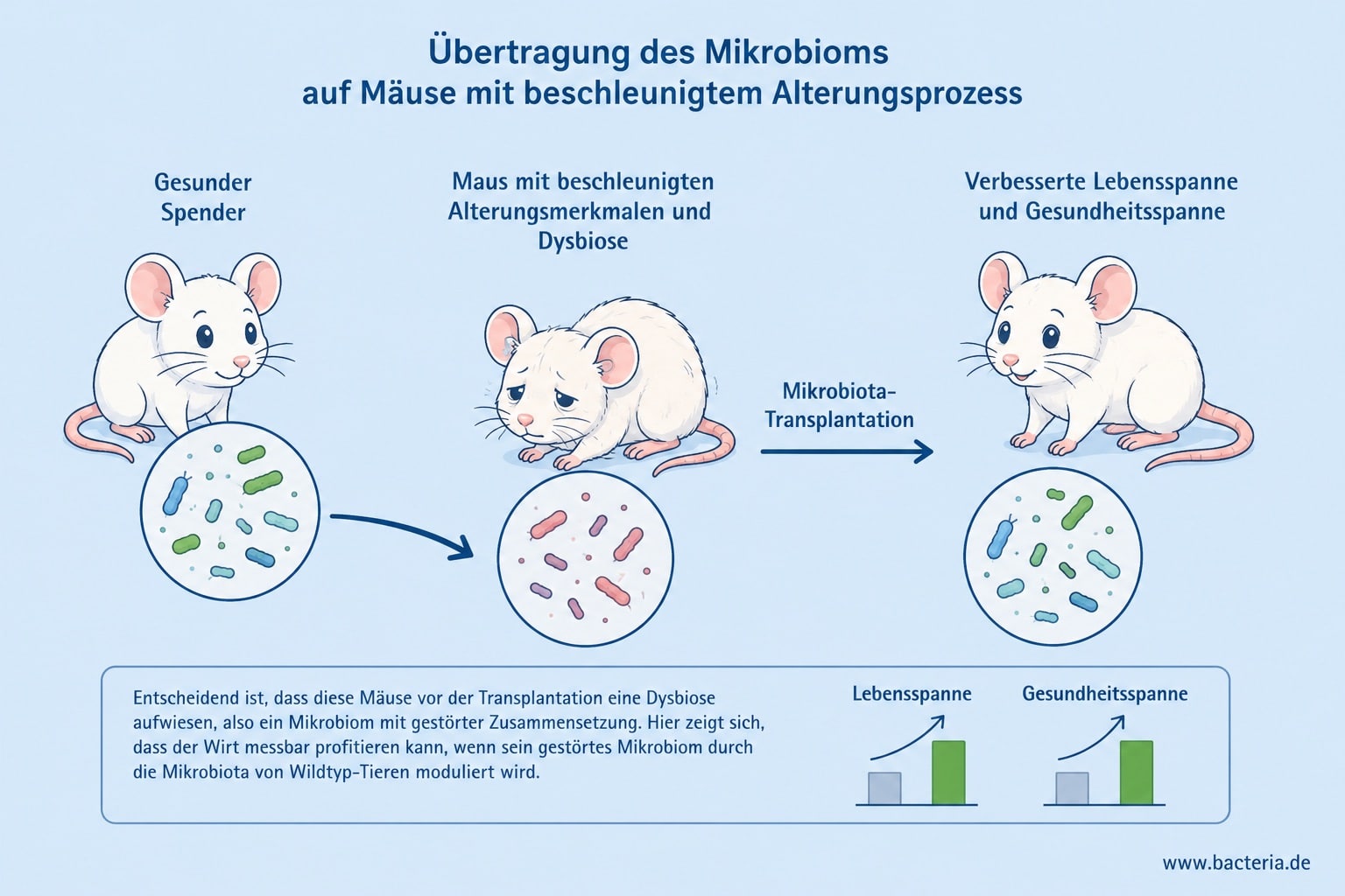 Experiment mit Mäusen