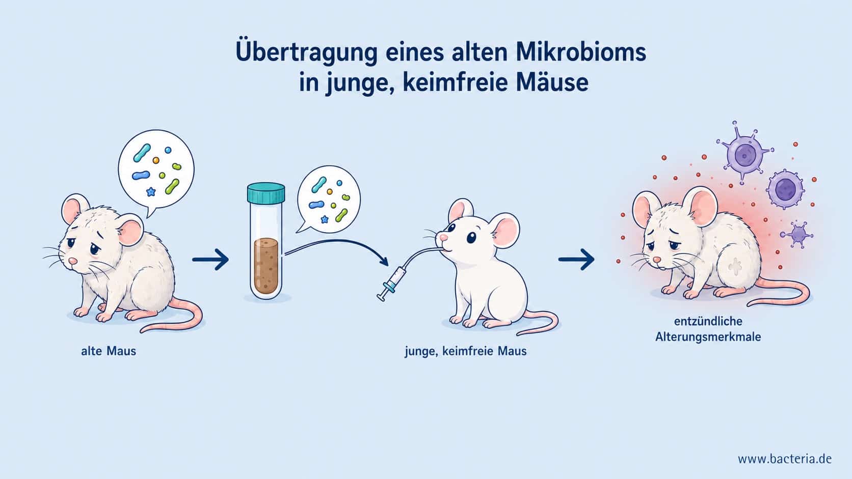 Mikrobiomübertragung zwischen Mäusen