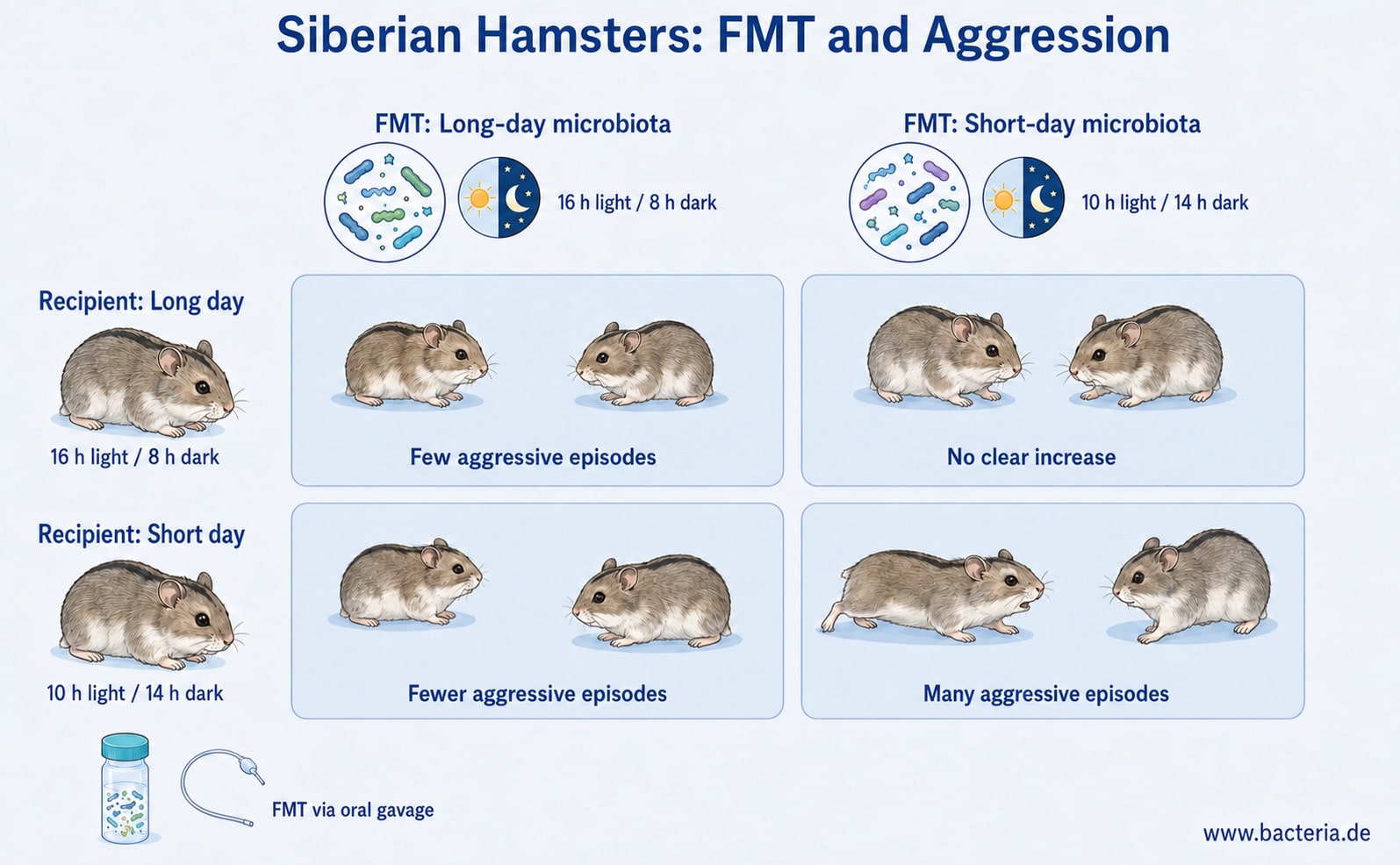 Siberian Hamsters - FMT Experiments
