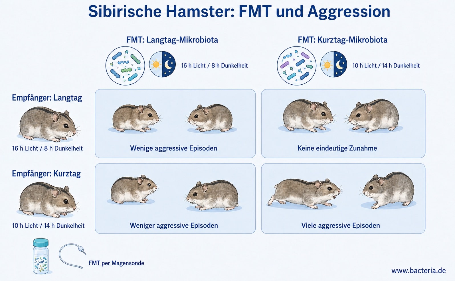 Sibirische Hamster - FMT Experimente